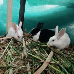 1 Pair Red Eyes and 2 B/W Pairs of Rabbits