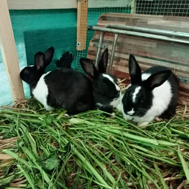 1 Pair Red Eyes and 2 B/W Pairs of Rabbits 6