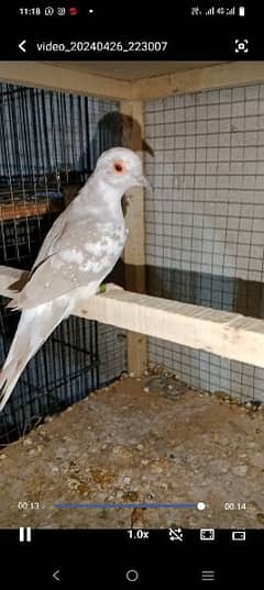 Beautiful Red Pied Dove Pair 0