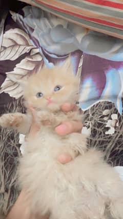 Persian Kitten (doll face) 0