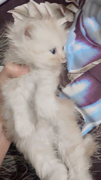 Persian Kitten (doll face) 1