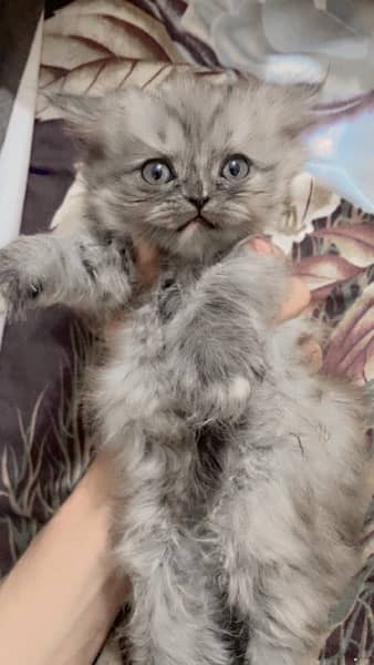 Persian Kitten (doll face) 2