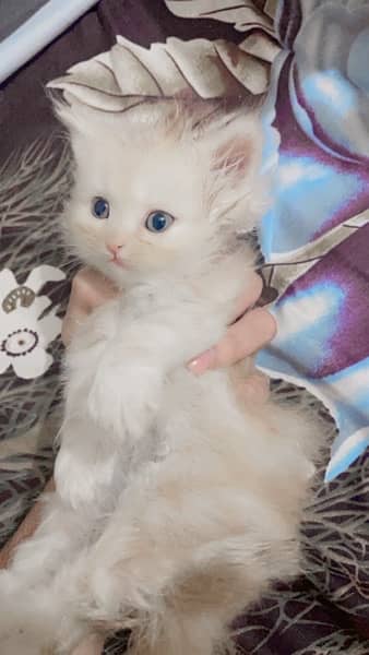 Persian Kitten (doll face) 5