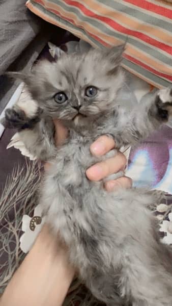 Persian Kitten (doll face) 8