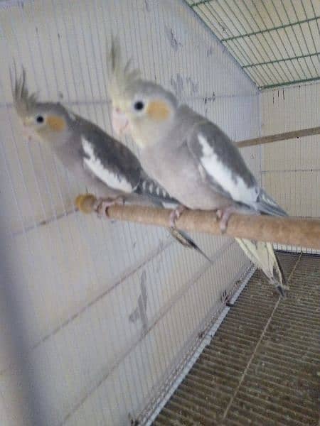 Cocktail pair ready to breed age 15 month jumbo size 4