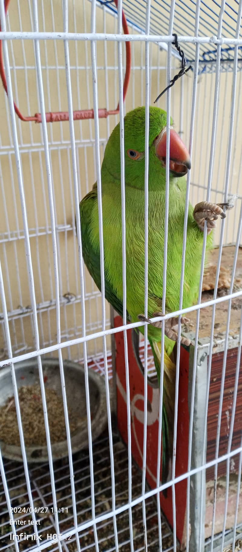 raw parrot 4