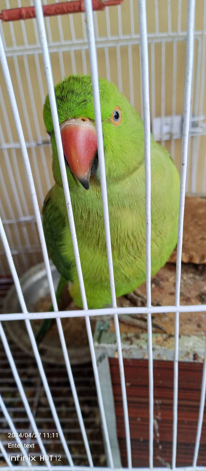 raw parrot 5