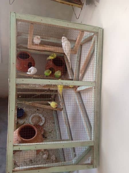 cage four all bird saell. 03184926219 4