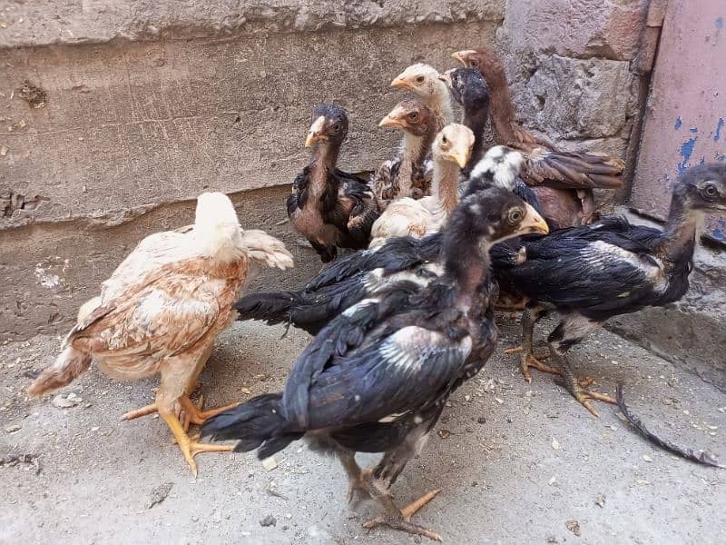 Aseel Chicks For Sale Healthy and Active Chicks 1