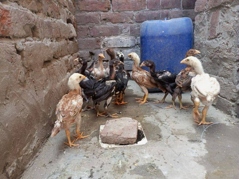 Aseel Chicks For Sale Healthy and Active Chicks 3