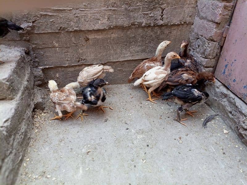 Aseel Chicks For Sale Healthy and Active Chicks 7
