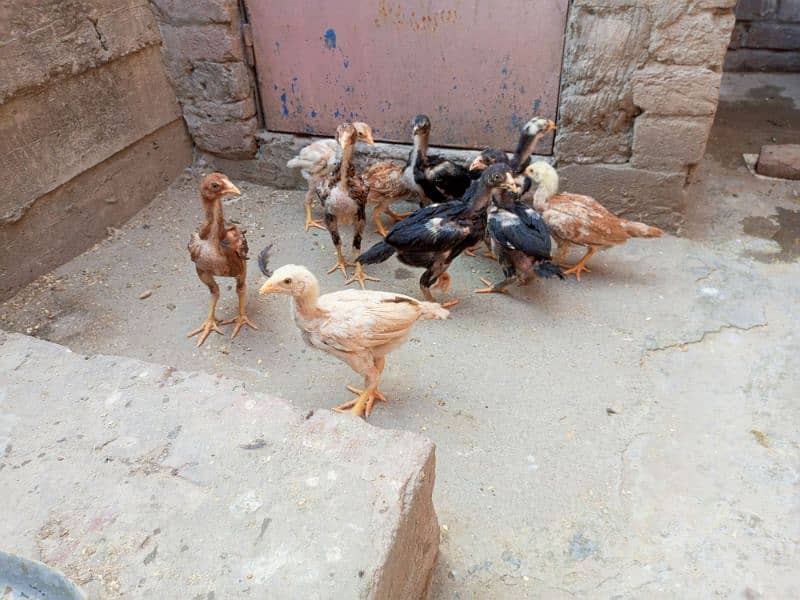 Aseel Chicks For Sale Healthy and Active Chicks 8