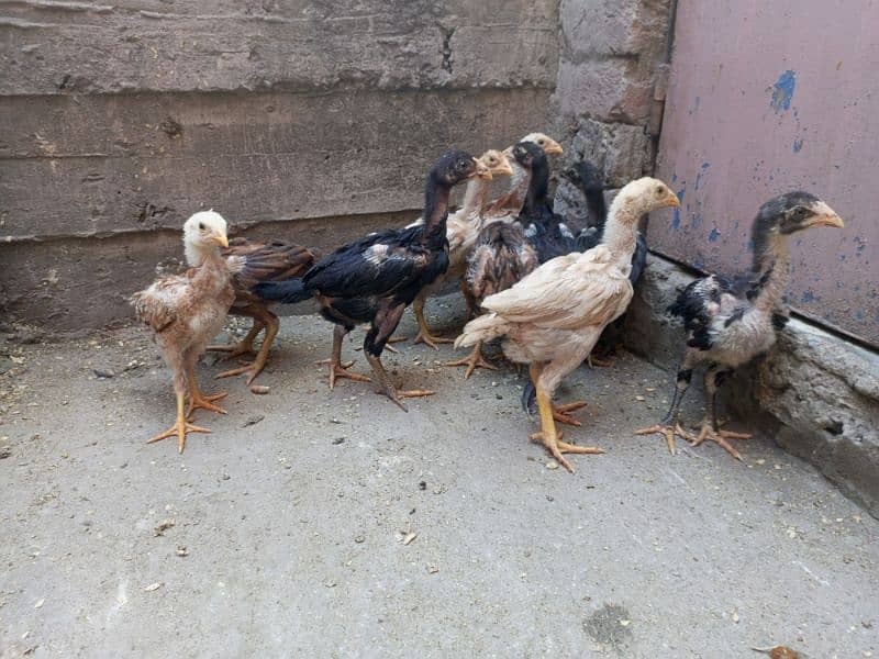 Aseel Chicks For Sale Healthy and Active Chicks 9
