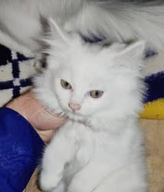 Persian Cat Kitten For Sale 0