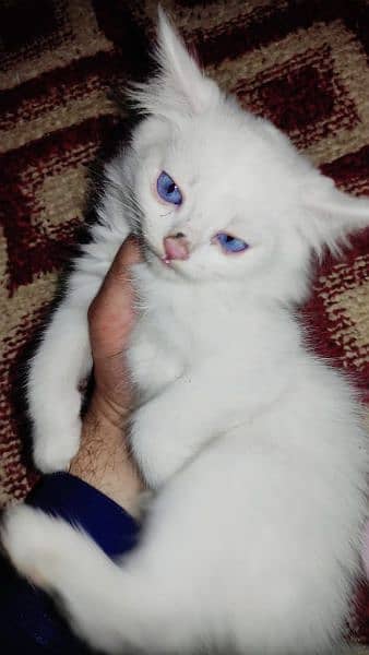 Persian Cat Kitten For Sale 1