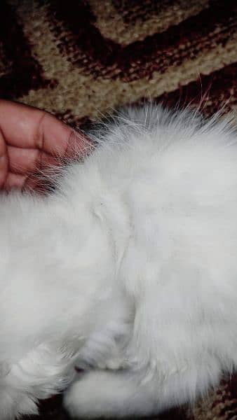 Persian Cat Kitten For Sale 2