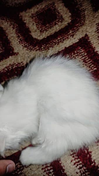 Persian Cat Kitten For Sale 3