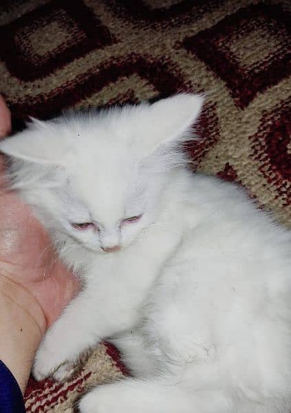 Persian Cat Kitten For Sale 4