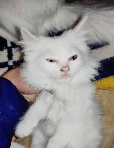 Persian Cat Kitten For Sale 5