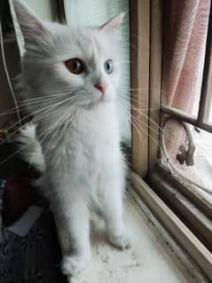 Persian female white cat