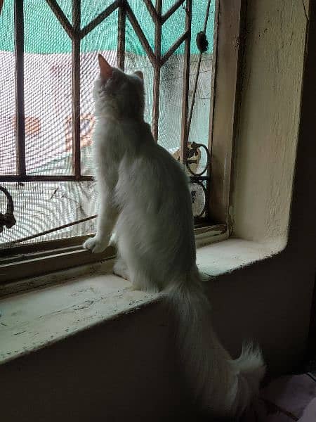 Persian female white cat 2