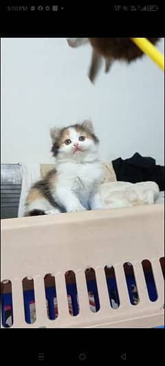 persian female kittens available for sale