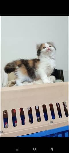 persian female kittens available for sale