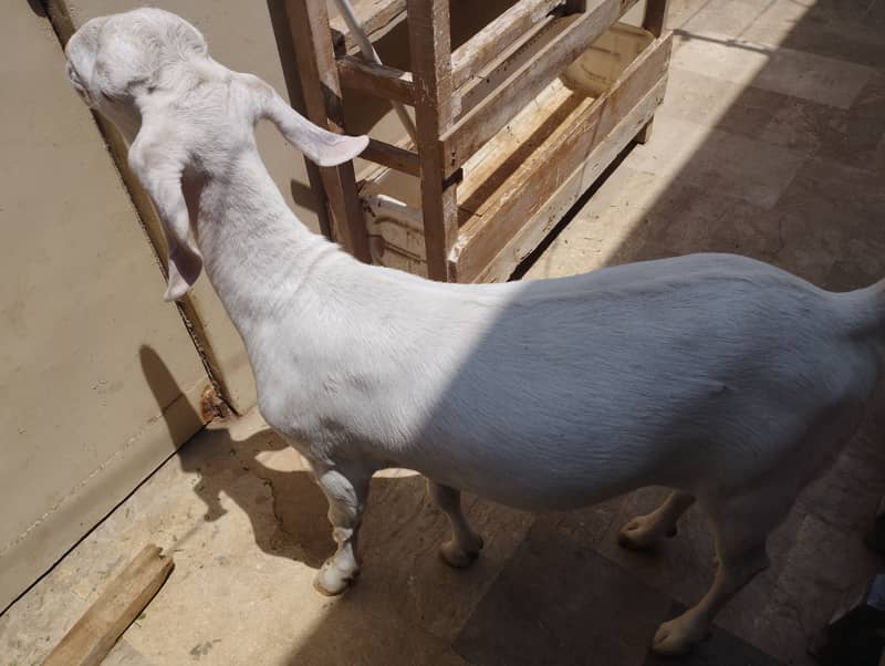 Heavy Weight Goats 4