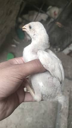 Heera Aseel chicks Paperwhite