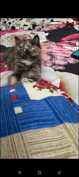 persian punch face triple coat kittens 16