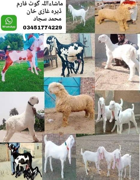 Goat Farm Goats for sale 03415074698 0