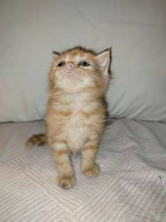 persian tripple coat kitten healthy and active.