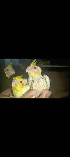 cocktail chicks.