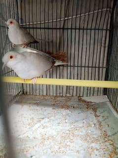dove birds selling