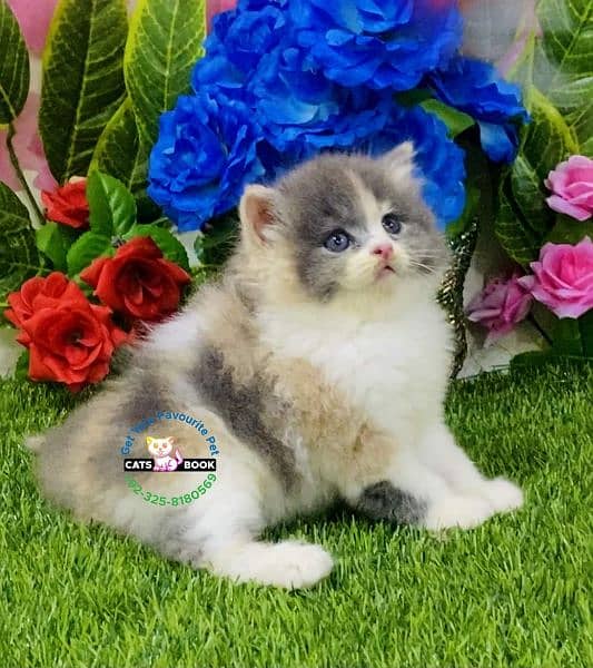 Quality/Calico/SmokyGrey/ healthy triple coat Persian kitten/Cat 3