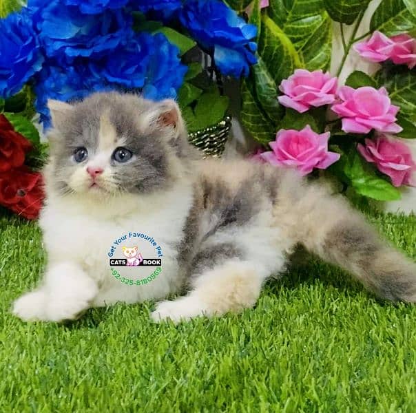 Quality/Calico/SmokyGrey/ healthy triple coat Persian kitten/Cat 6
