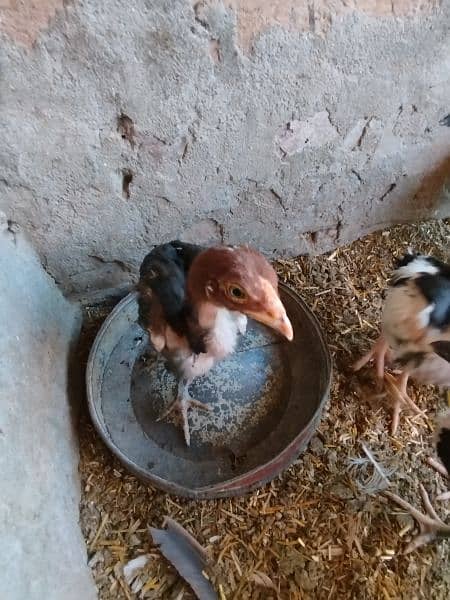 Mianwali Aseel Chick For Sale 1