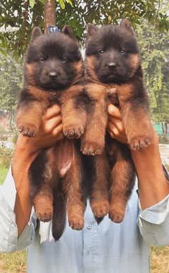 German shepherd long coat puppies available for sale