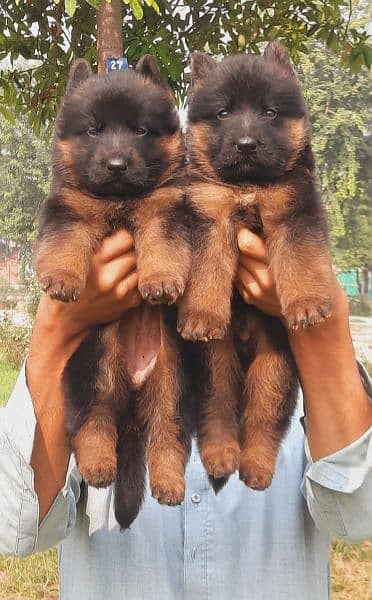 German shepherd long coat puppies available for sale 0