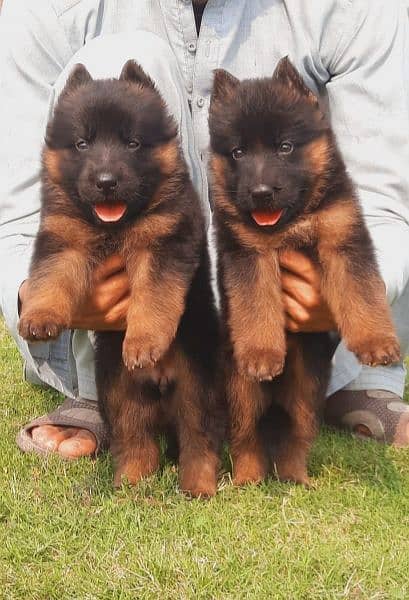 German shepherd long coat puppies available for sale 1