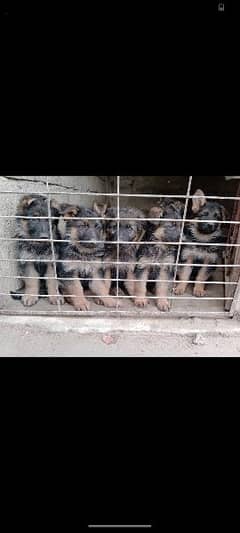 German shepherd puppies for sale 0