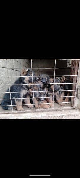 German shepherd puppies for sale 2