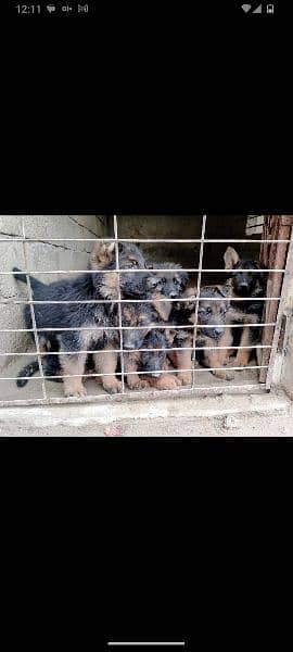 German shepherd puppies for sale 3