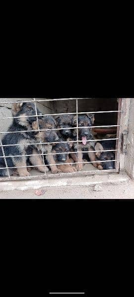 German shepherd puppies for sale 5