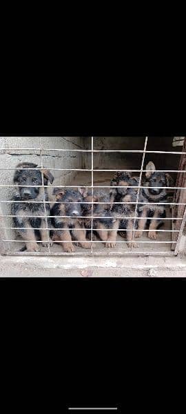German shepherd puppies for sale 6