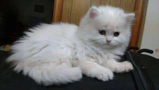 Female white persian kitten age 2 month