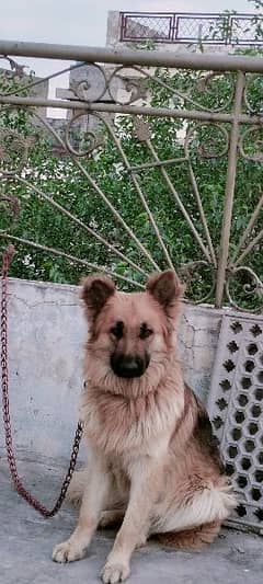 9 month male German shepherd for sale family dog