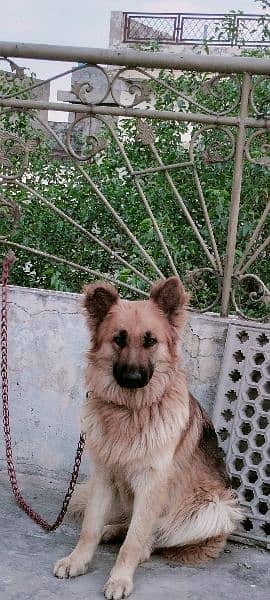 9 month male German shepherd for sale family dog 0