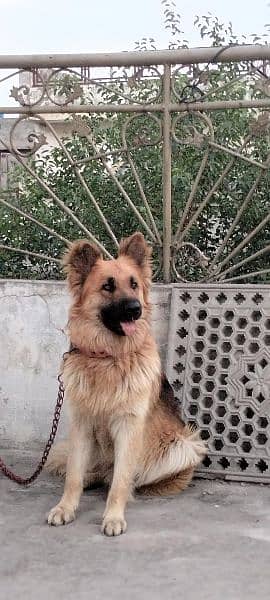 9 month male German shepherd for sale family dog 1