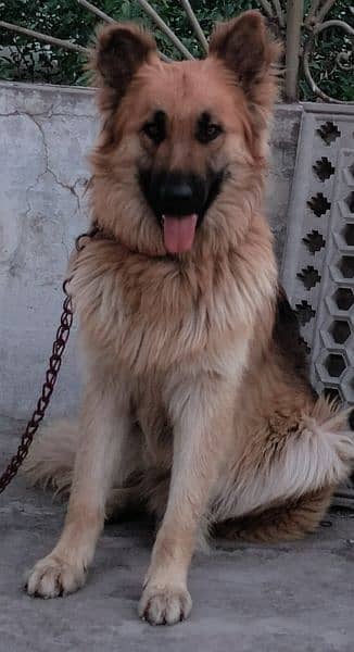 9 month male German shepherd for sale family dog 2